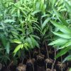 Bibit Mangga Red Emporer Jakarta