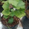 Bibit Pohon Anggur Hijau Import Jawa Timur