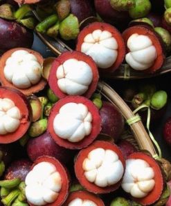 Bibit Tanaman buah Manggis Super okulasi Padang
