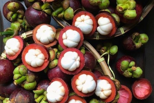 Bibit Tanaman buah Manggis Super okulasi Padang