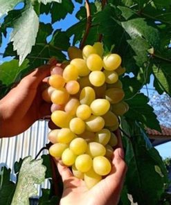Bibit Anggur import transfigurasi Murah Jayapura