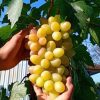 Bibit Anggur import transfigurasi Murah Banten