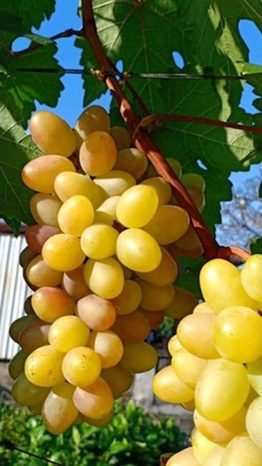 Bibit Anggur import transfigurasi Murah Jambi
