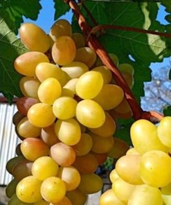 Bibit Anggur import transfigurasi Murah Bukittinggi