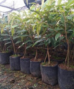 bibit durian musangking kaki 3 hasil okulasi cepat berbuah Tangerang Selatan