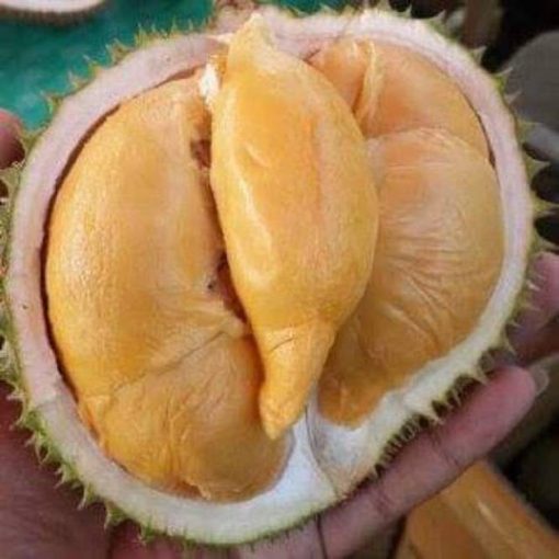 BIBIT DURIAN SUPER TEMBAGA BANGKA OKULASI CEPAT BUAH Sumatra Utara