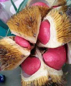 Bibit Durian Merah Tasikmalaya