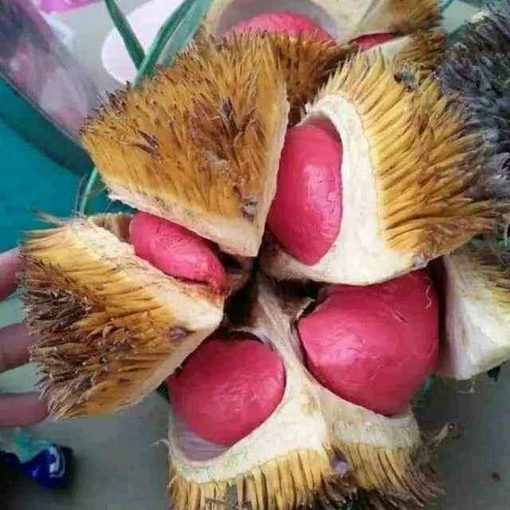 Bibit Durian Merah Tasikmalaya