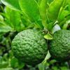 Bibit Jeruk Purut Daun Penyedap Masakan Sumatra Utara
