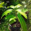 bibit buah mangga kiojay Nusa Tenggara Barat