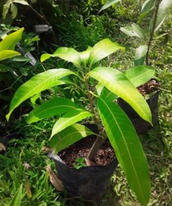 bibit buah mangga kiojay Nusa Tenggara Barat