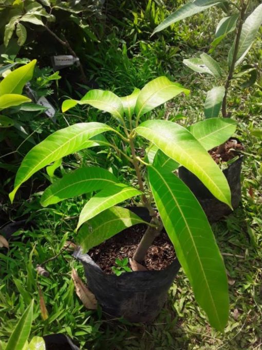bibit buah mangga kiojay Nusa Tenggara Barat