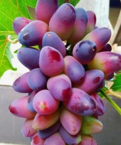 Bibit Anggur Import Beauty Krasotka Kalimantan Selatan