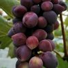 Bibit Anggur Import Beauty Krasotka Bandung