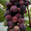 Bibit Anggur Import Beauty Krasotka Bandung
