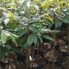 termurah bibit pohon durian bawor 1 meter kaki 3 dm1 Sulawesi Utara