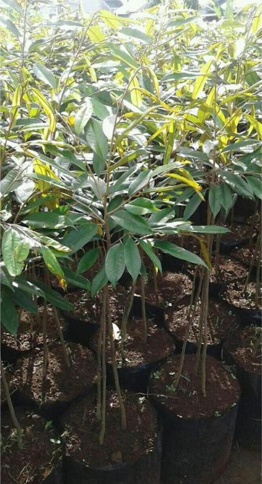 t3n4r bibit pohon durian bawor 1 meter kaki 3 cler Jawa Timur