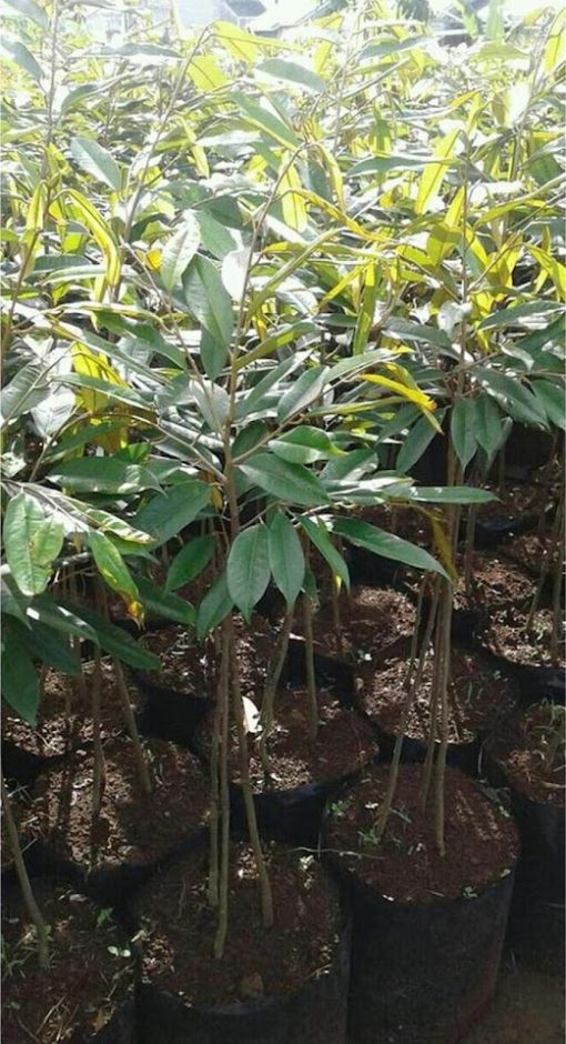 t3n4r bibit pohon durian bawor 1 meter kaki 3 cler Tangerang