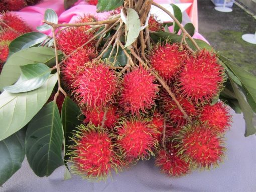 BIBIT RAMBUTAN RAFIAH Banjar