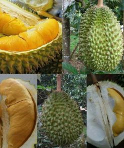 bibit durian bawor kaki 3 super Sumatra Utara