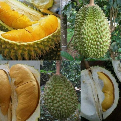 bibit durian bawor kaki 3 super Sumatra Utara