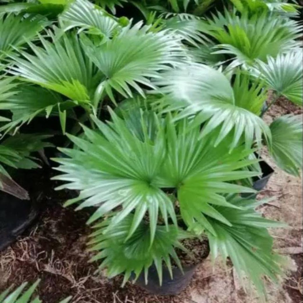 Gambar Produk tanaman hias bibit palem sadeng pohon palem tanaman hias palem Aceh