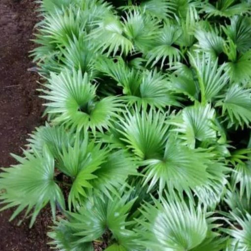 tanaman hias bibit palem sadeng pohon palem tanaman hias palem Madiun