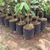 bibit durian montong merah kaki 3 khanza Ambon