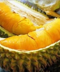 bibit durian musangking okulasi terlaris Aceh