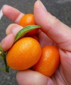 Bibit jeruk nagami 50 80 cm tanaman bibit buah Ternate