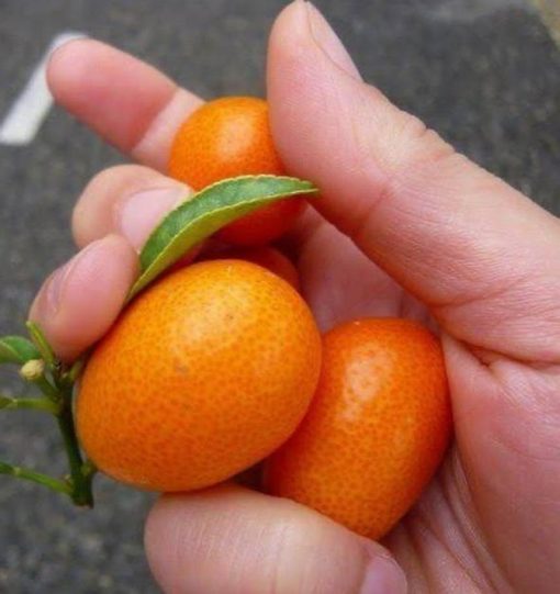 Bibit jeruk nagami 50 80 cm tanaman bibit buah Blitar