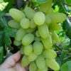 bibit anggur harold bibit anggur import anggur import Sumatra Barat
