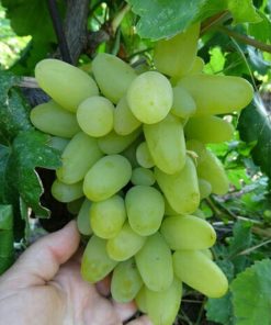 bibit anggur harold bibit anggur import anggur import Sumatra Barat