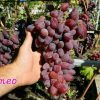 BIBIT ANGGUR IMPORT ROMEO ASLI GRAFTING Sungai Penuh