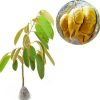 bibit tanaman buah durian musangking terlaris Palopo