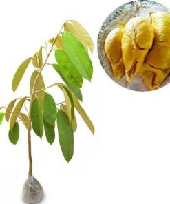 bibit tanaman buah durian musangking terlaris Palopo