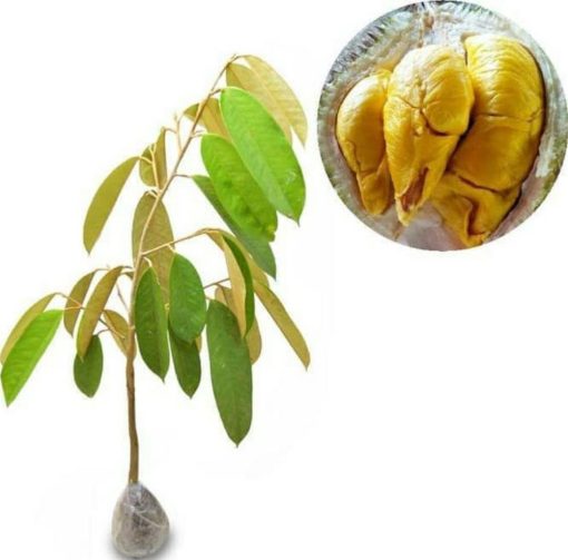 bibit tanaman buah durian musangking terlaris Palopo