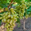BIBIT ANGGUR IMPORT SONAKA GRAFTING Jakarta