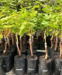 BIBIT ANGGUR IMPORT SONAKA GRAFTING Magelang