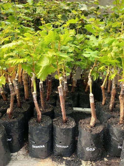 BIBIT ANGGUR IMPORT SONAKA GRAFTING Magelang