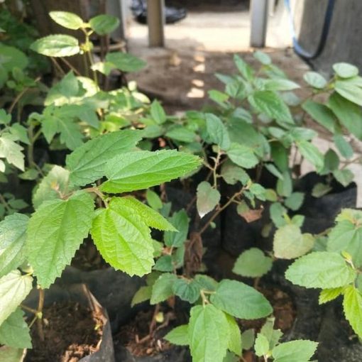 bibit buah pohon cery okulasi cepat berbuah Denpasar