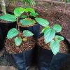 bibit buah pohon cery okulasi cepat berbuah Sumatra Utara