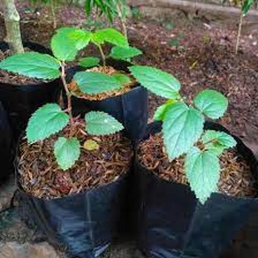 bibit buah pohon cery okulasi cepat berbuah Bukittinggi