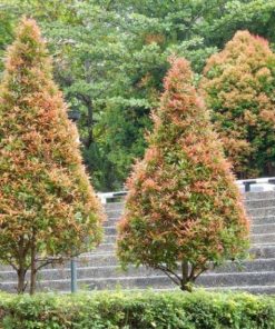 bibit pohon pucuk merah Aceh