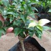 Paling Laris Bibit Tanaman Anggur Pohon Preco Okulasi Nh Jambi