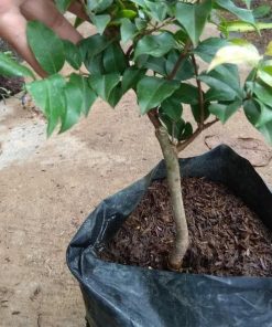 Paling Laris Bibit Tanaman Anggur Pohon Preco Okulasi Nh Kota Administrasi Jakarta Timur