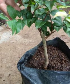 Paling Laris Bibit Tanaman Anggur Pohon Preco Okulasi Nh Prabumulih