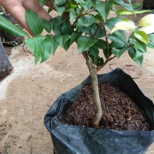 Paling Laris Bibit Tanaman Anggur Pohon Preco Okulasi Nh Prabumulih