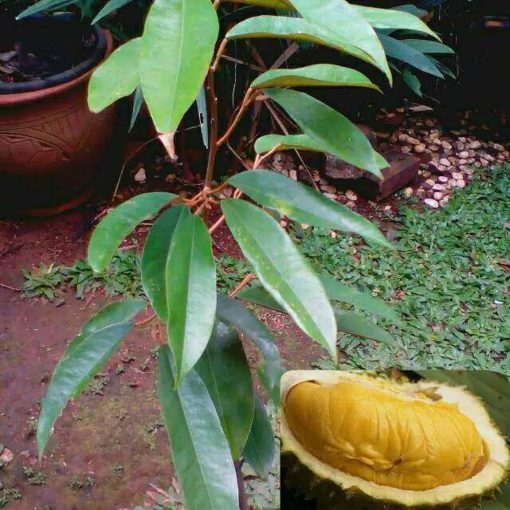 bibit durian bawor super Padang