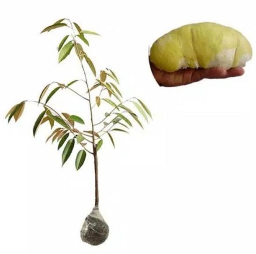 bibit durian bawor superunggul Tegal